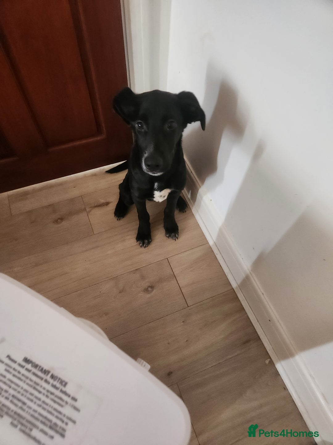 Mixed Breed dogs for sale: Dalmation Sephards - Advert 1