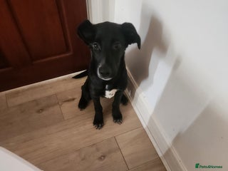 Mixed Breed dogs for sale: Dalmation Sephards - Advert 1