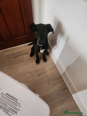 Mixed Breed dogs Dalmation Sephards - Advert 7