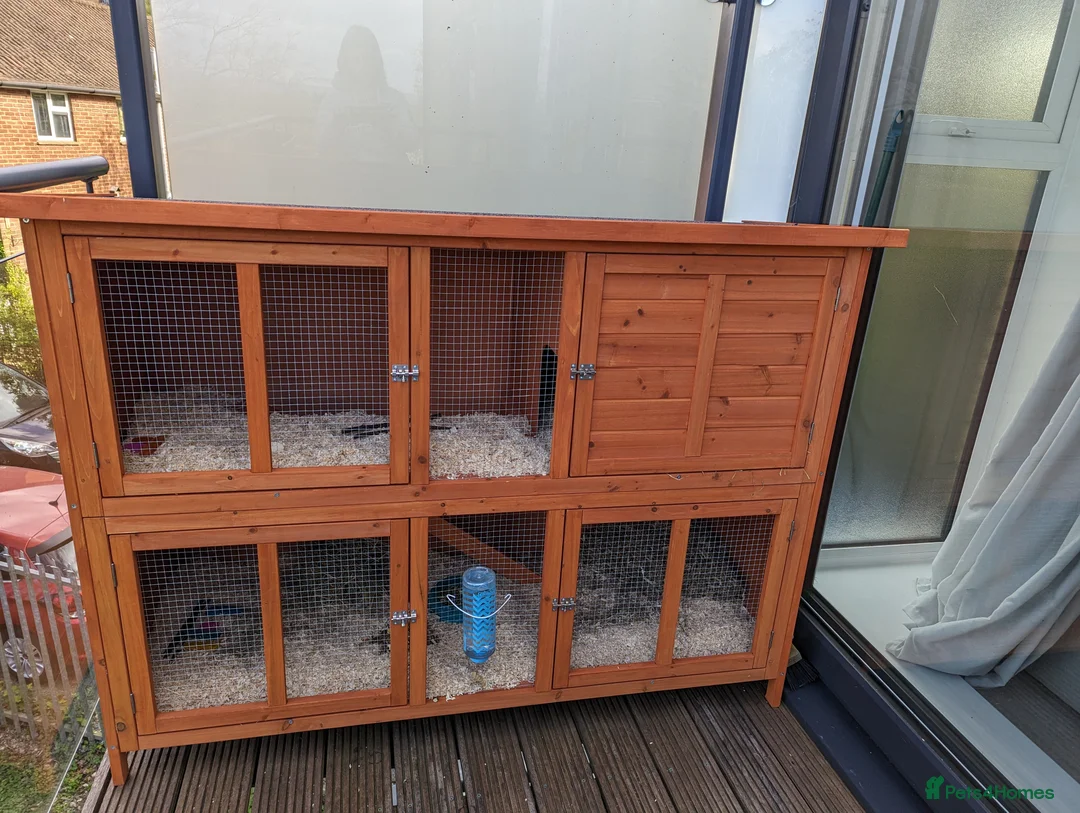 Guinea Pig rodents for sale:  1 Male Guinea pig called George  in Tunbridge Wells - Advert 7