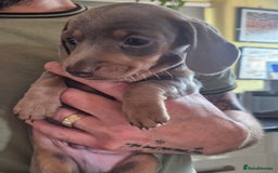 Miniature Dachshund dogs for sale: Beautiful Miniature Dachshunds  - Image 4