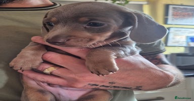 Miniature Dachshund dogs - Advert 14