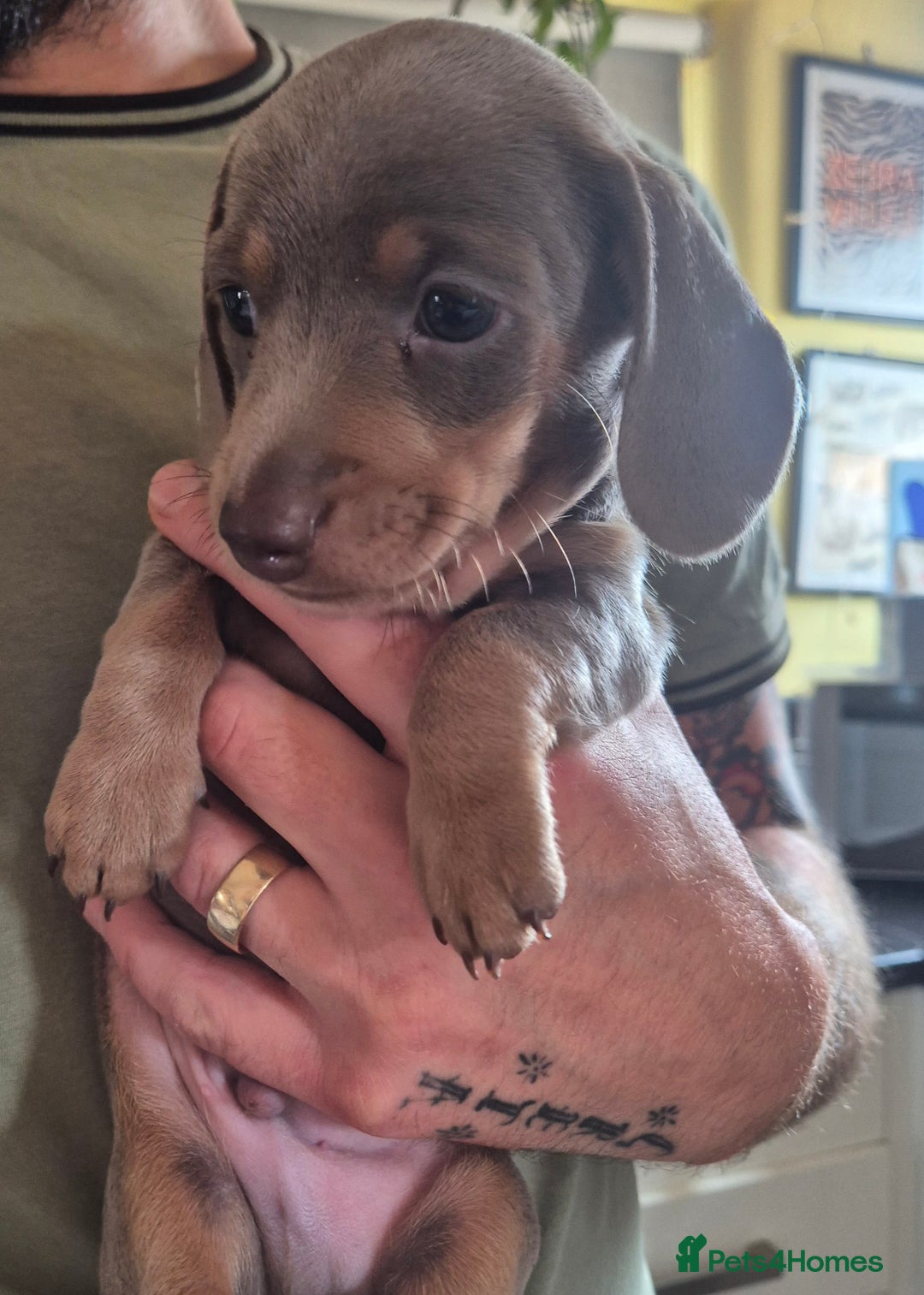 Miniature Dachshund dogs for sale: Beautiful Miniature Dachshunds  - Image 4