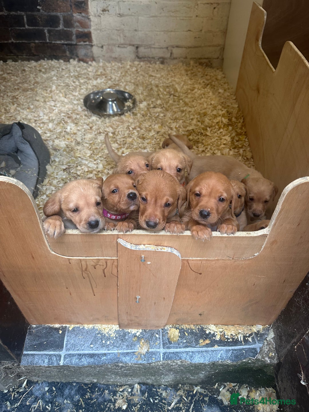 Labrador Retriever dogs for sale: KC Labrador puppies  in Morpeth - Image 1