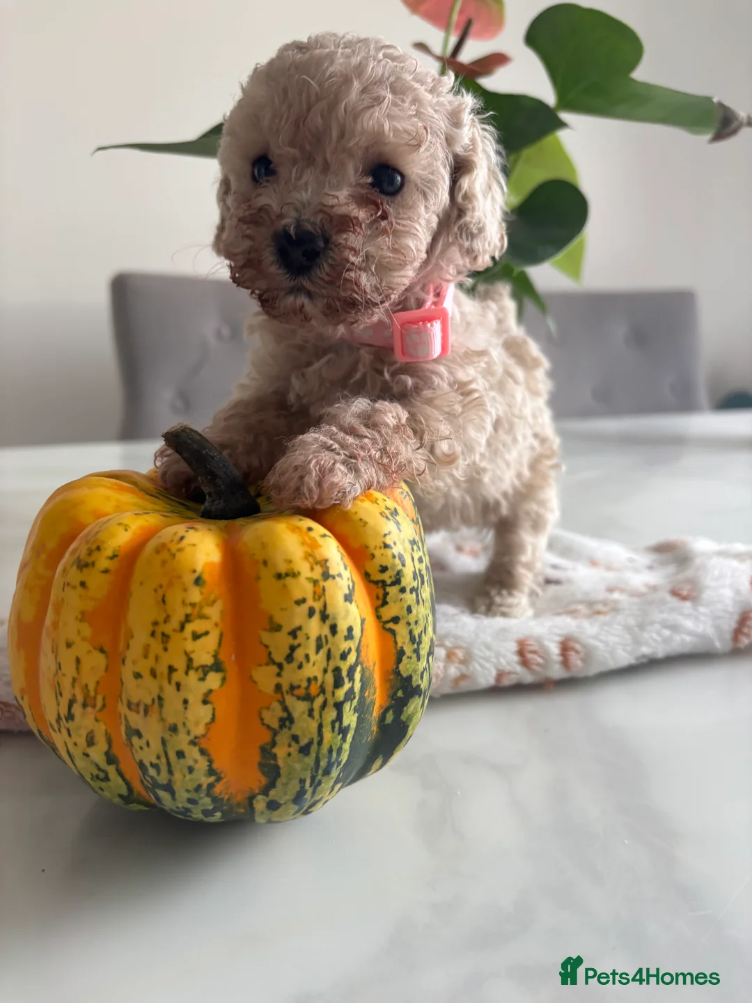 Toy Poodle dogs for sale: Beautiful Toy Poodle Puppies 🐾💫 - Advert 2