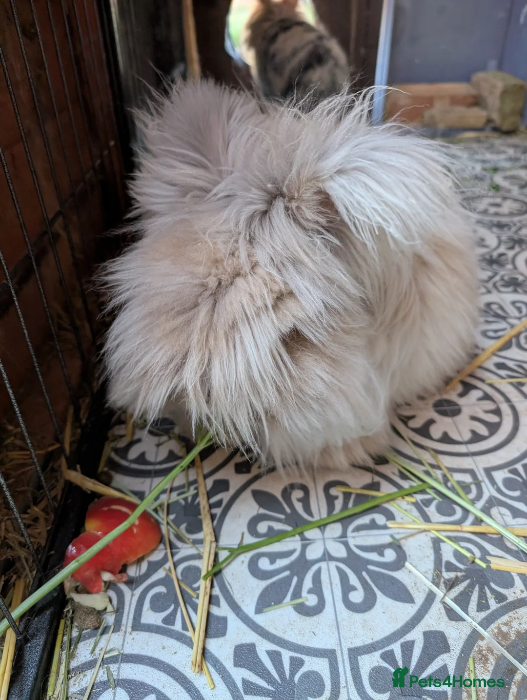 Angora rabbits for sale: Bonded pair of rabbits  - Advert 3