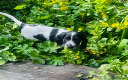 Sprocker dogs for sale: Sprocker Spaniel Puppies  in Swansea - Image 4