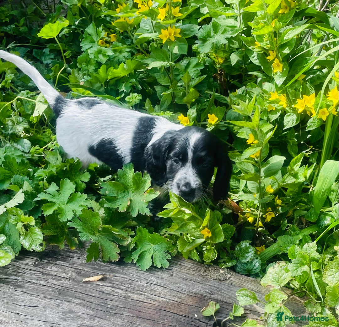 Sprocker dogs for sale: Sprocker Spaniel Puppies  in Swansea - Image 4