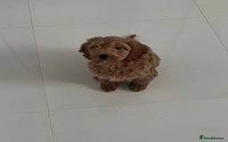 Cavapoo dogs for sale: Cavapoo puppies  - Image 4