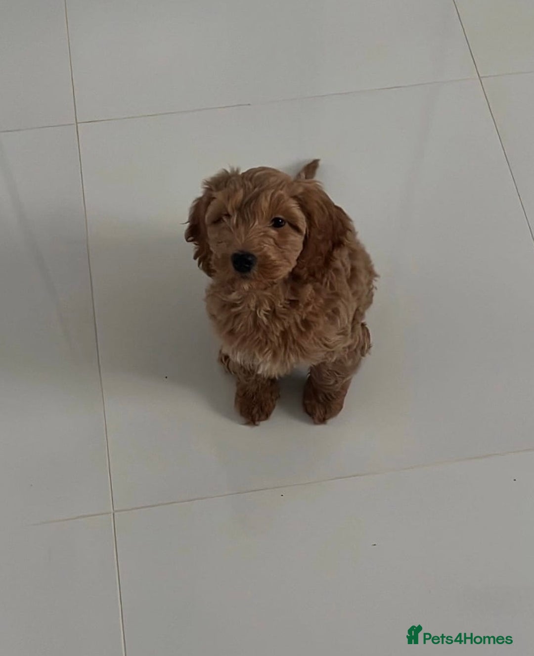 Cavapoo dogs for sale: Cavapoo puppies  - Image 4