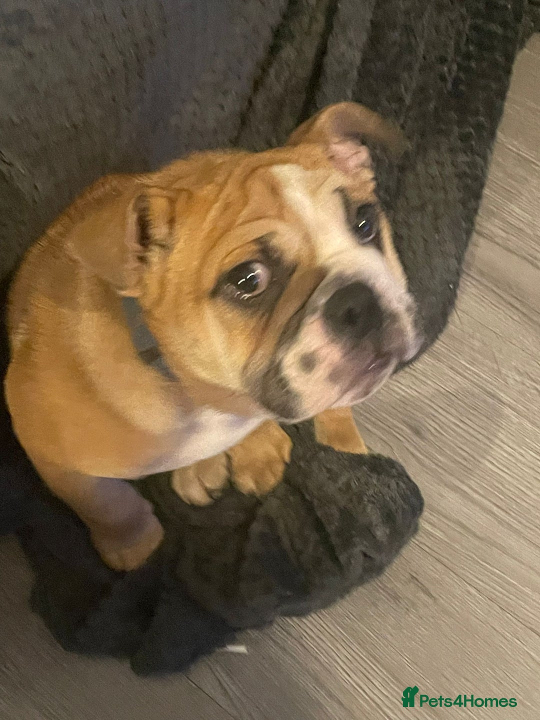 English Bulldog dogs for sale: X2 males bullies  - Advert 1