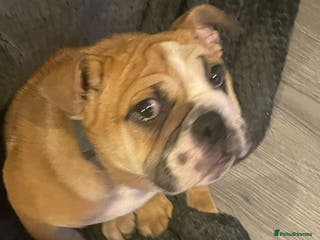 English Bulldog dogs X2 males bullies - Advert 10