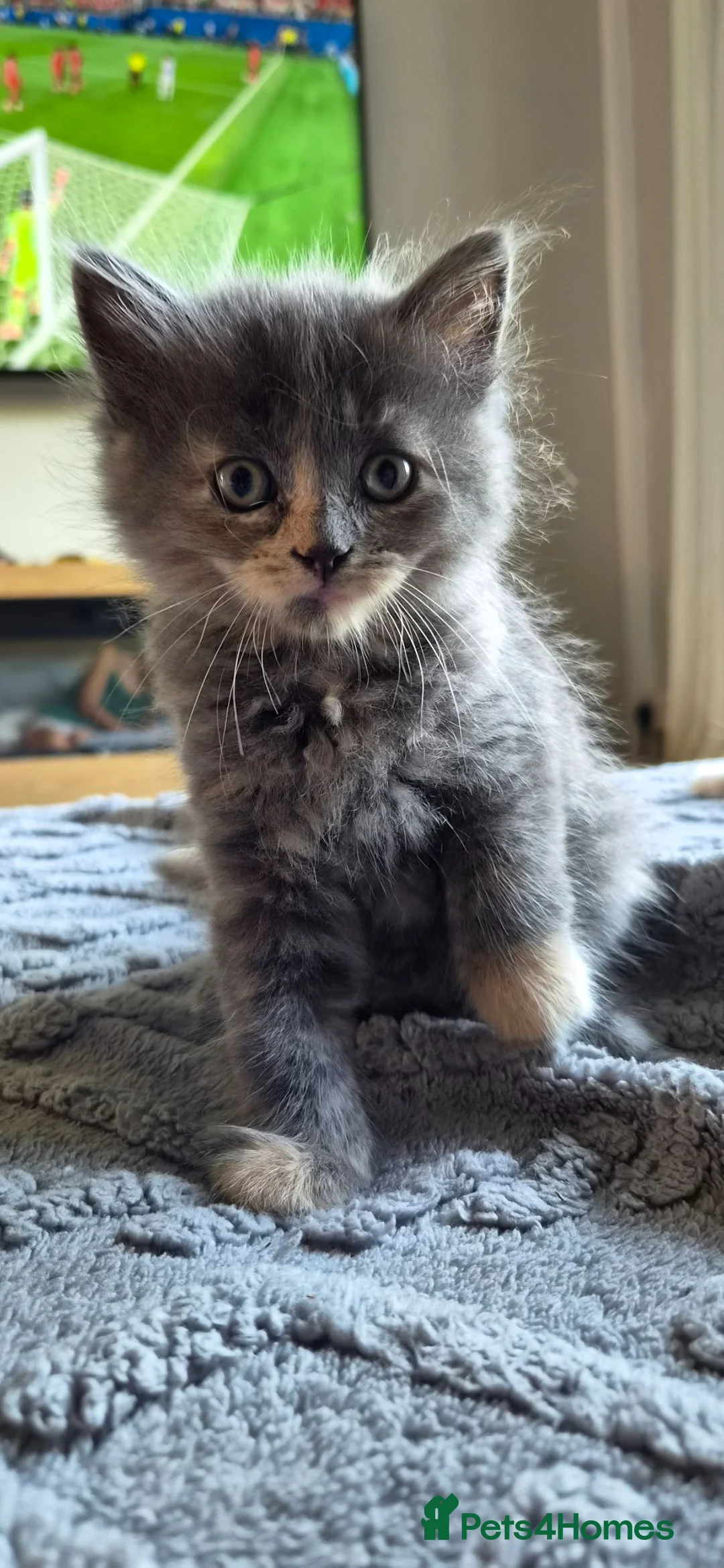 Mixed Breed cats for sale: Grey Fluffy Female - Advert 1
