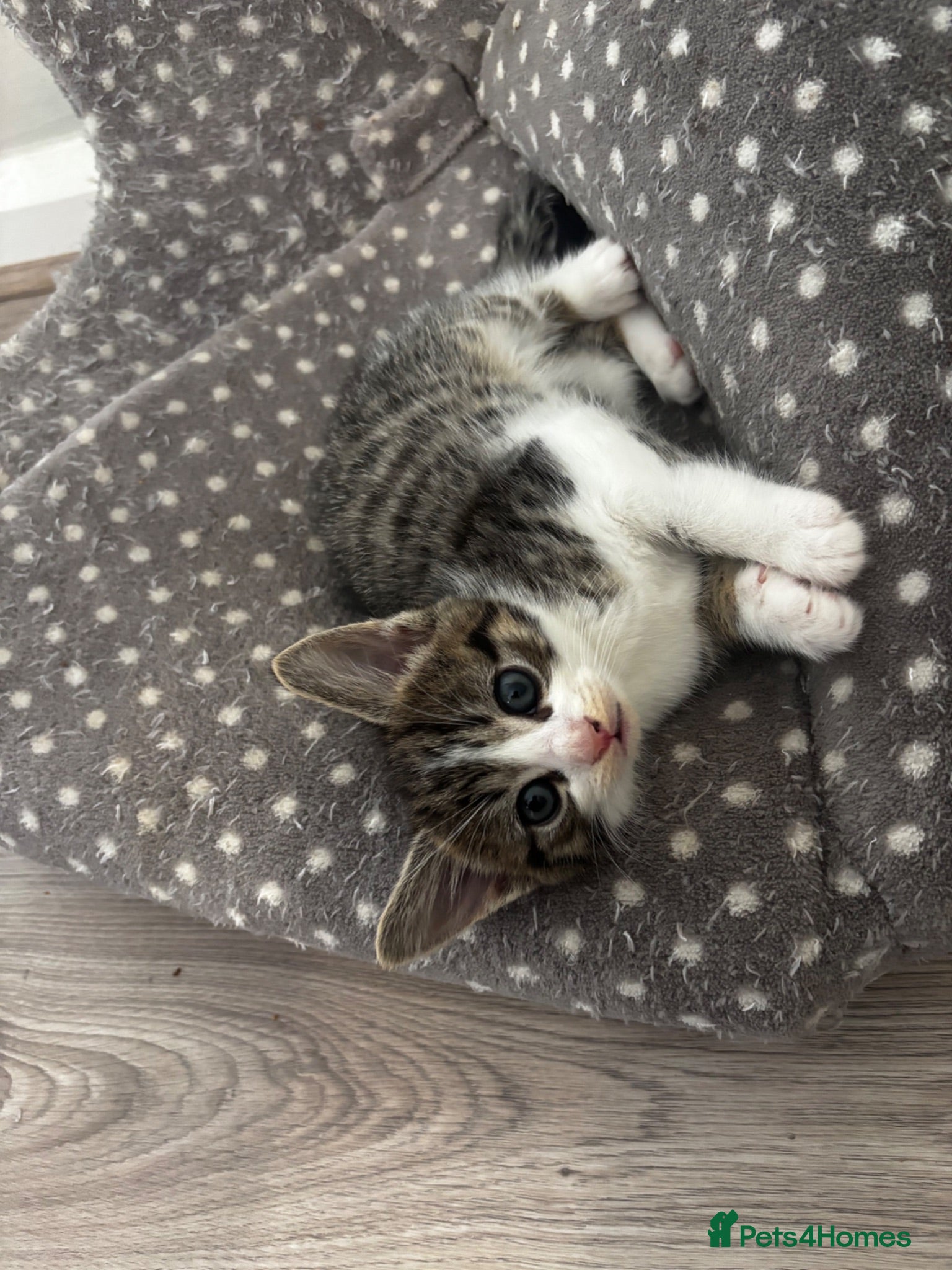 Mixed Breed cats kittens (Siamese Mother)  - Advert 2