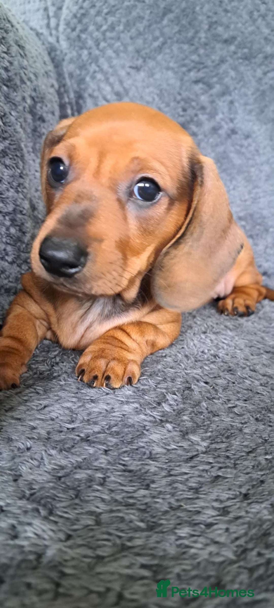 Miniature Dachshund dogs for sale: Minature dachshund male puppie - Image 6