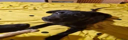 German Shepherd dogs for sale: 3 month German Shepherd puppy boy  in Bedford - Advert 4