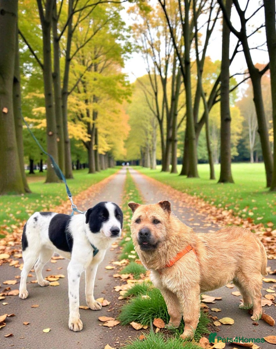 Mixed Breed dogs 🐾💔 Two souls urgently in need for home 💔🐾 - Advert 1