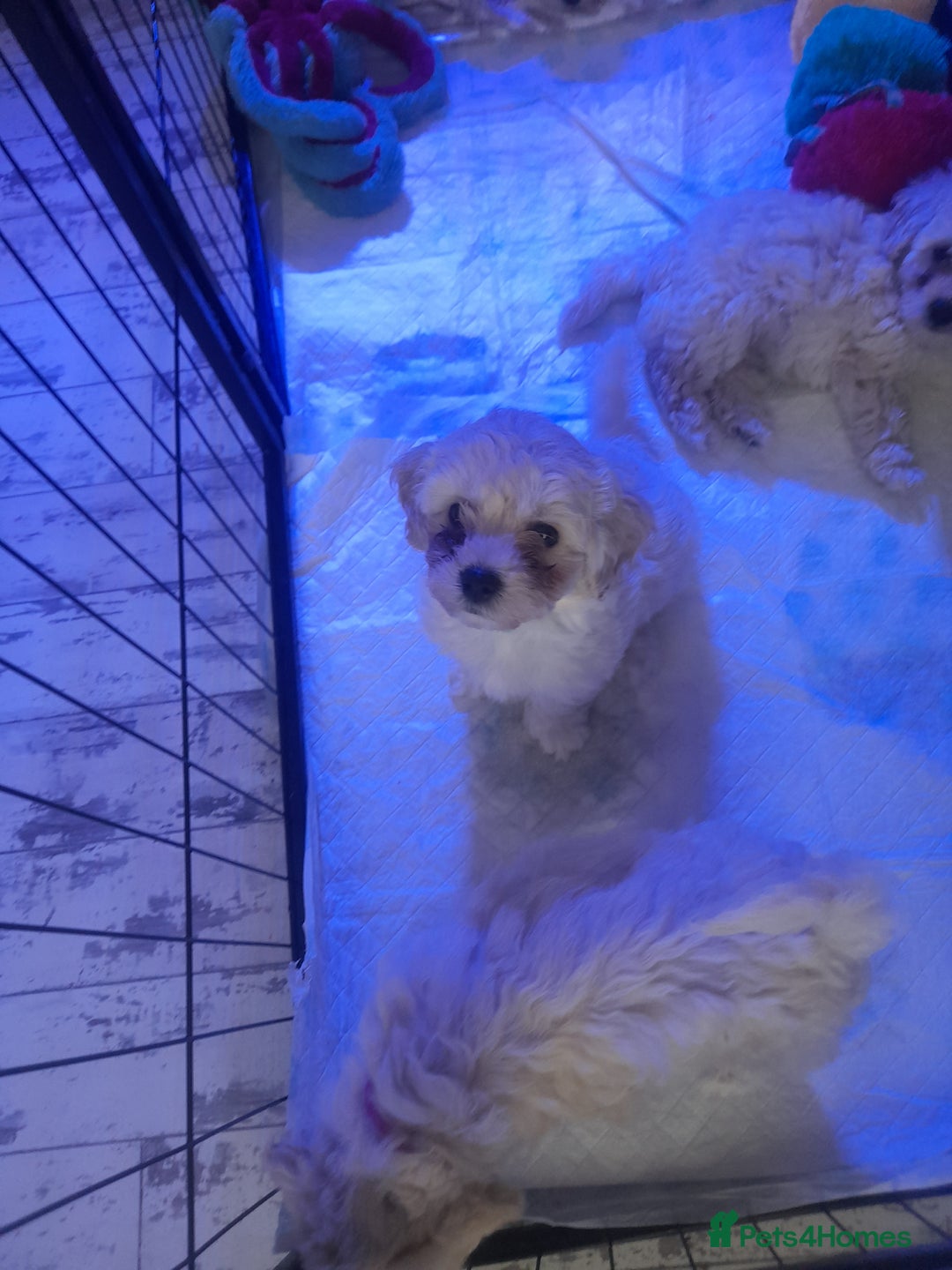 Poochon dogs for sale: Beautiful Poochon Puppies - Image 16