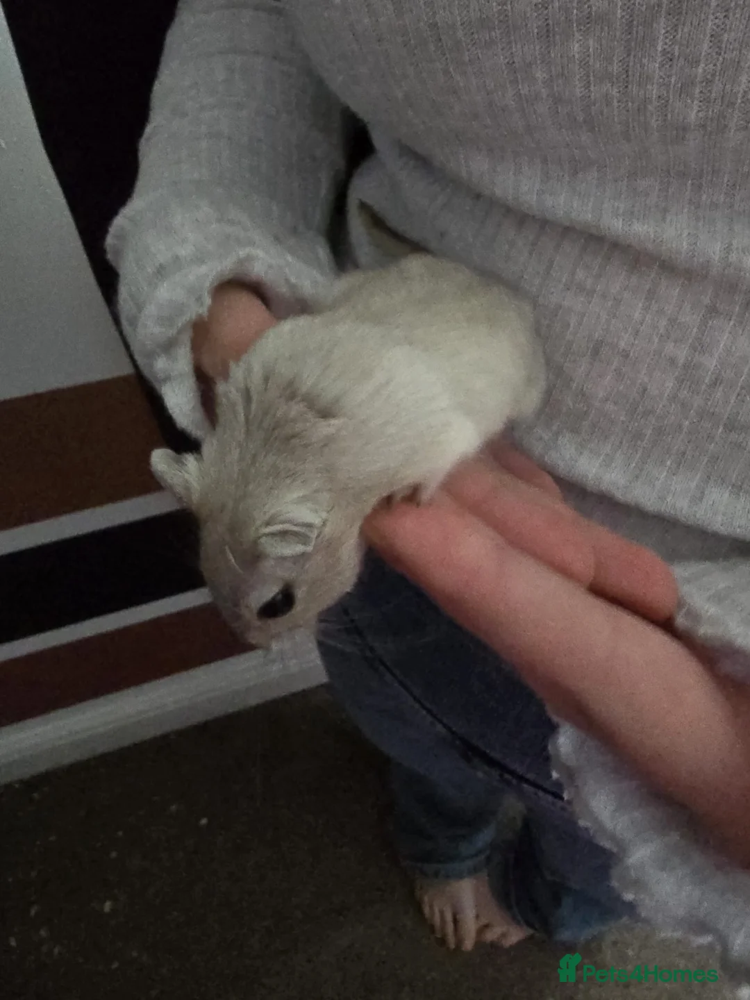 Gerbil rodents for sale: Free female gerbils - Advert 3