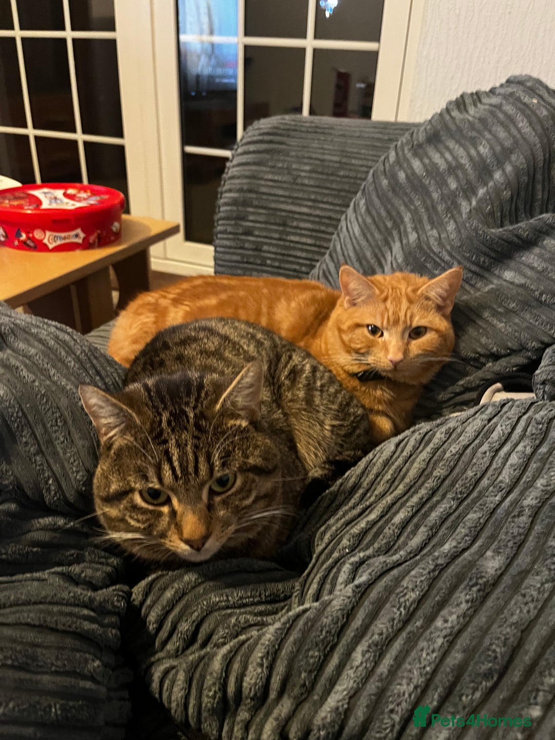 Domestic Shorthair cats for sale: Zargo - Advert 4