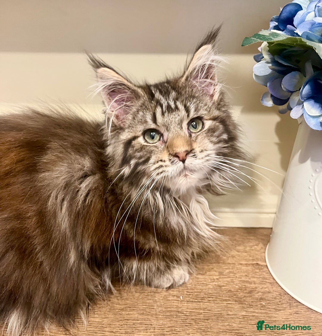 Maine Coon cats for sale: 2 Gorgeous Maine Coon Girl kittens - Advert 3