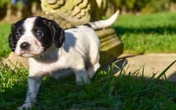 Sprocker dogs for sale: Beautiful Springer Spaniel KC Health Clear Parents - Image 7
