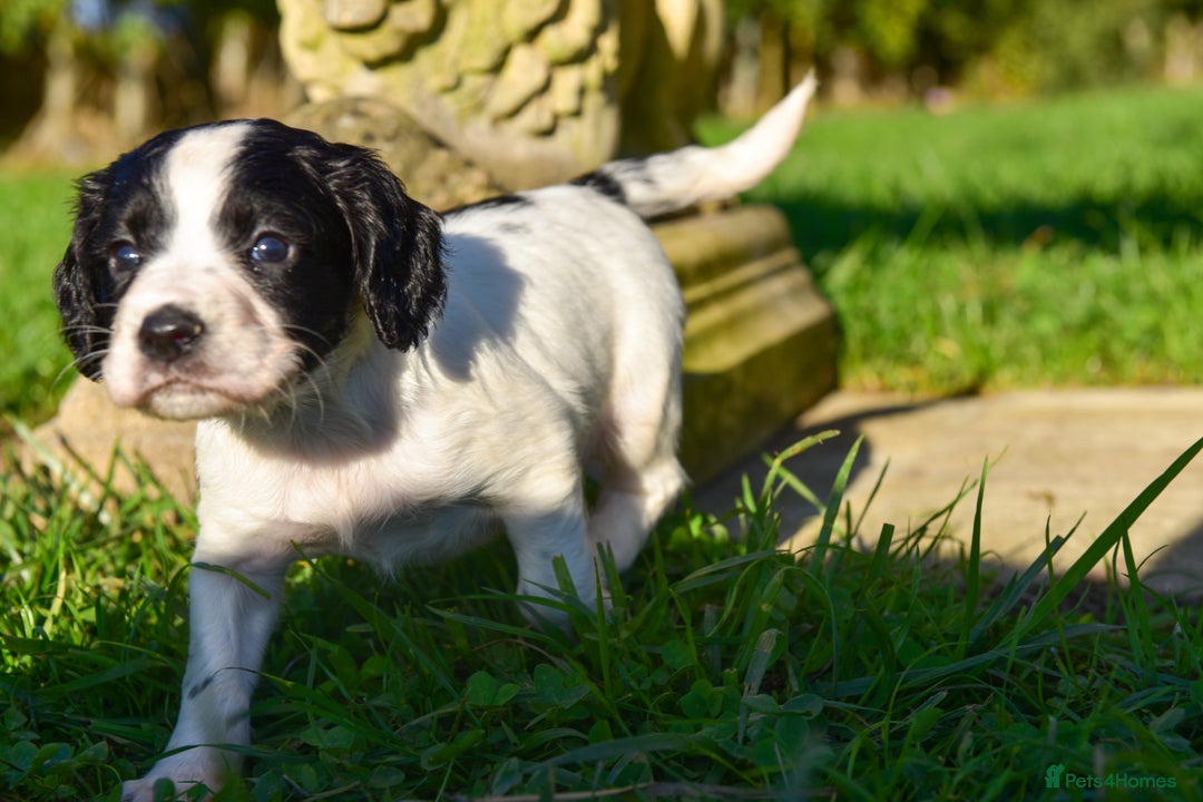 Sprocker dogs for sale: Beautiful Springer Spaniel KC Health Clear Parents - Image 7