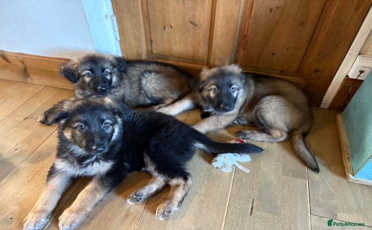 German Shepherd dogs - Advert 14