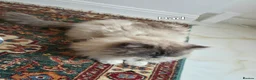 Ragdoll cats for sale: Pure Ragdoll Kittens  - Advert 6