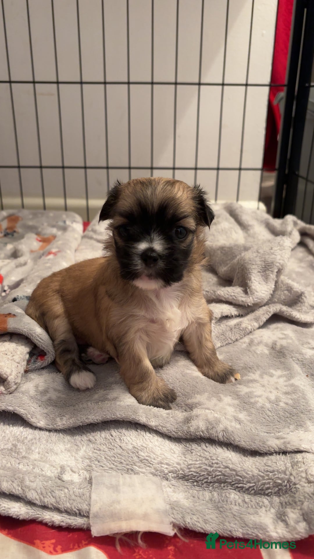 Mixed Breed dogs for sale: 3 Beautiful Chorkies girls - Advert 2