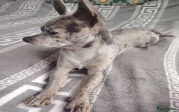 Chihuahua dogs for stud: Chihuahua for stud, grey merle - Image 5