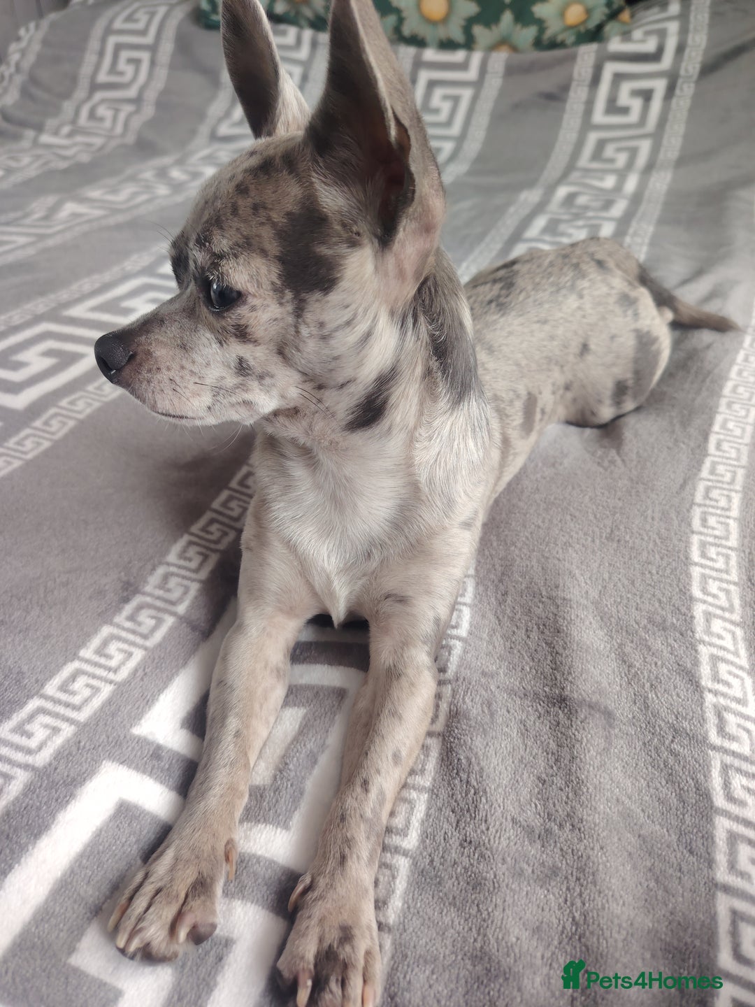 Chihuahua dogs for stud: Chihuahua for stud, grey merle - Image 5