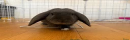 French Lop rabbits for sale: Rabbit looking for a new home in Cardiff - Advert 2