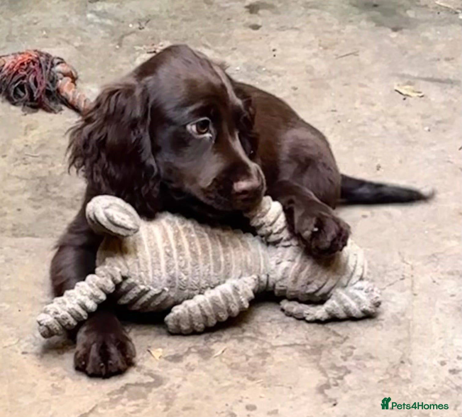 Cocker Spaniel dogs Working cocker spaniels for sale - Advert 2