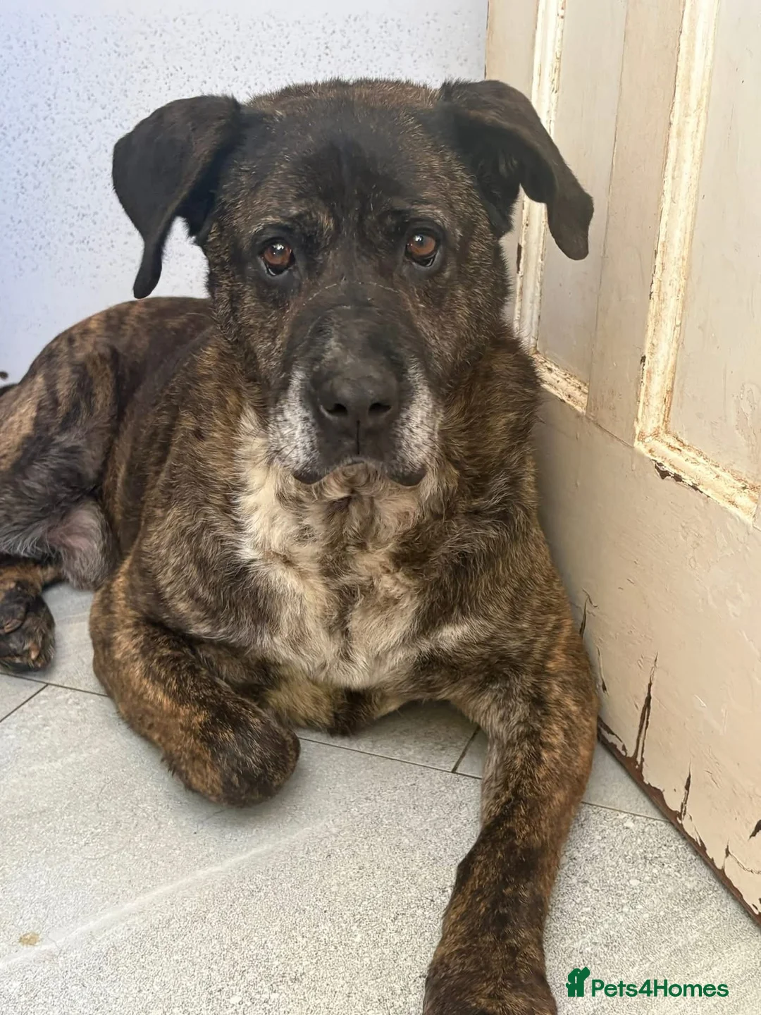 Mixed Breed dogs for adoption: Boris -Norwich Norfolk  - Advert 2
