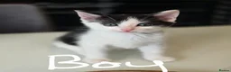 Mixed Breed cats for sale: Beautiful Kittens Ready for New Homes 🐾 in Birmingham - Advert 3