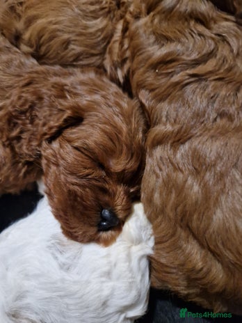 Cavapoo dogs - Advert 1