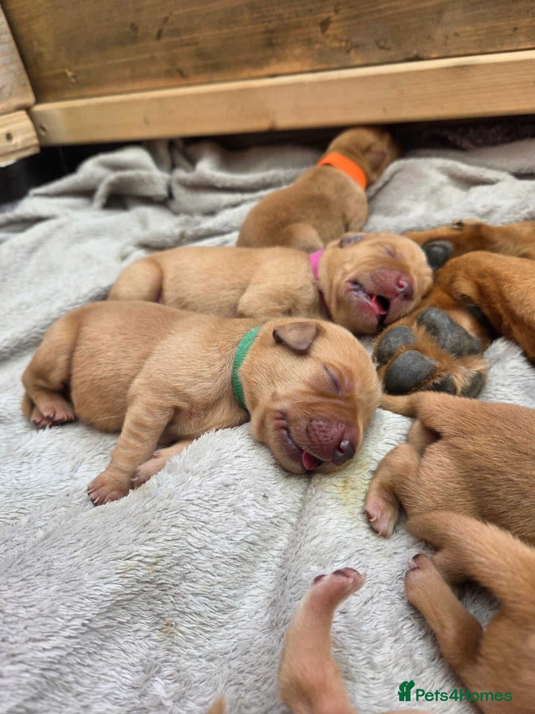 Labrador Retriever dogs for sale: Fox Red Labrador Puppies - Working Lines - Image 5