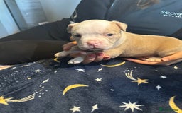 American Bully dogs for sale: ABKC REGISTERED Pocket Exotic/Extreme Bully PUPS! - Image 9