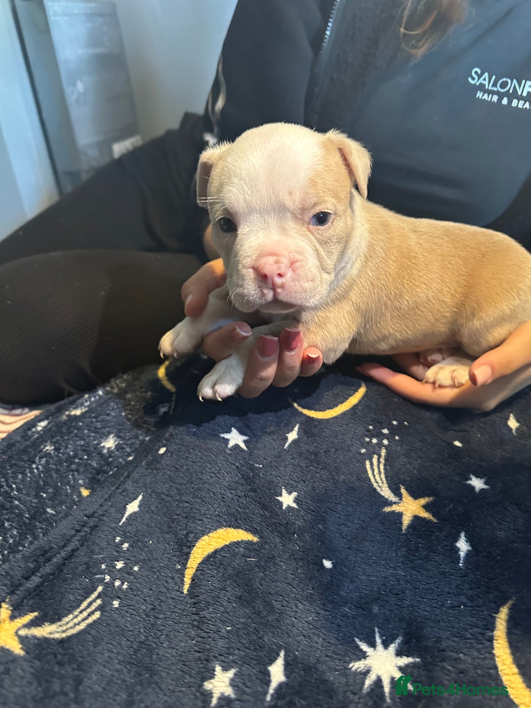 American Bully dogs for sale: ABKC REGISTERED Pocket Exotic/Extreme Bully PUPS! - Image 9