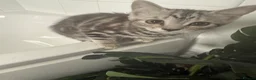 British Shorthair cats for sale: British short hair kittens - Advert 8