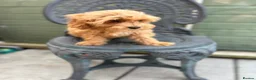 Cavapoo dogs for sale: Multigenerational Australian labradoodle cavapoo  - Advert 14