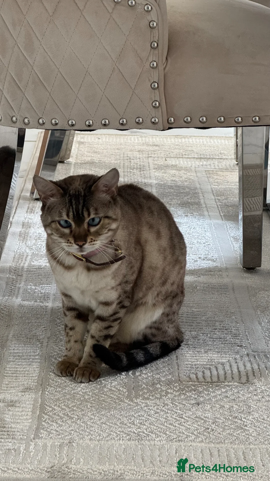 Bengal cats for sale: Small snow bengal lovely female  - Advert 2