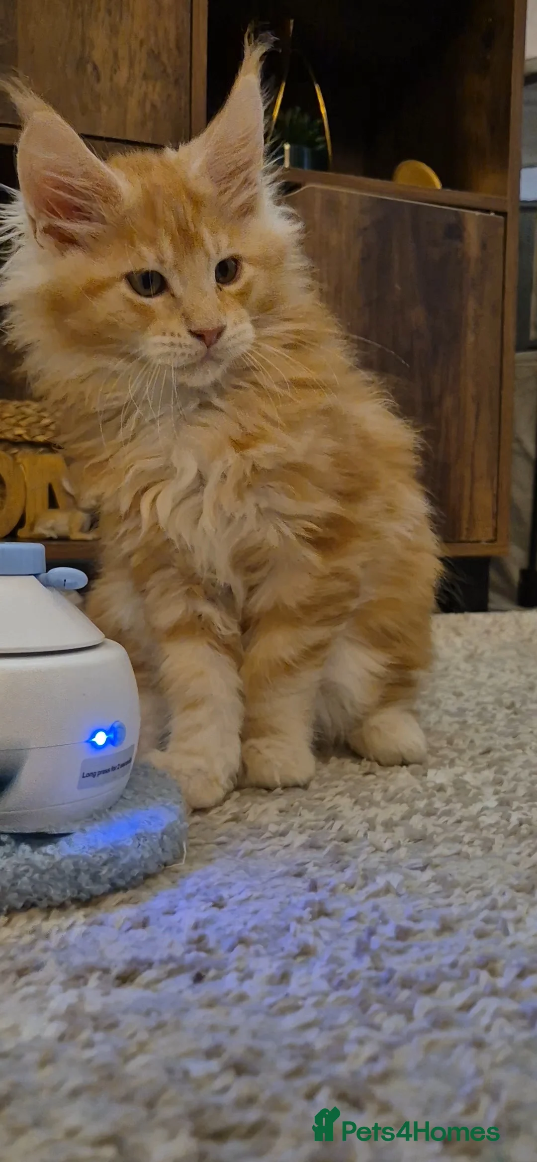 Maine Coon cats for sale: Beautiful Maine Coon boys . - Advert 35
