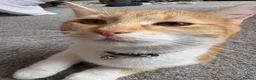 Mixed Breed cats for sale: Female cat looking for forever home  - Advert 5