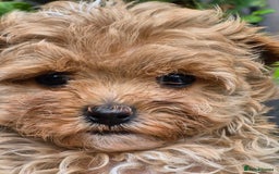 Maltipoo dogs for sale: 🐶Rare Asian/Korean Tiny Maltipoo Puppies🐶 - Image 11