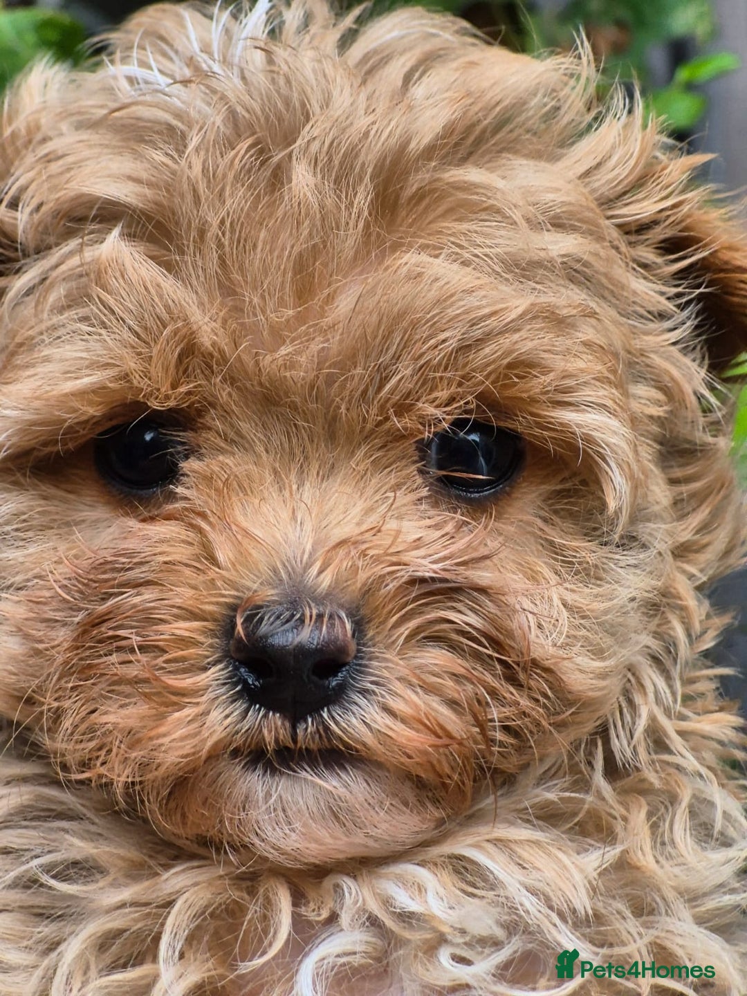 Maltipoo dogs for sale: 🐶Rare Asian/Korean Tiny Maltipoo Puppies🐶 - Image 11