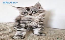 Maine Coon cats for sale:   Maine Coon kittens looking for loving homes - Image 7