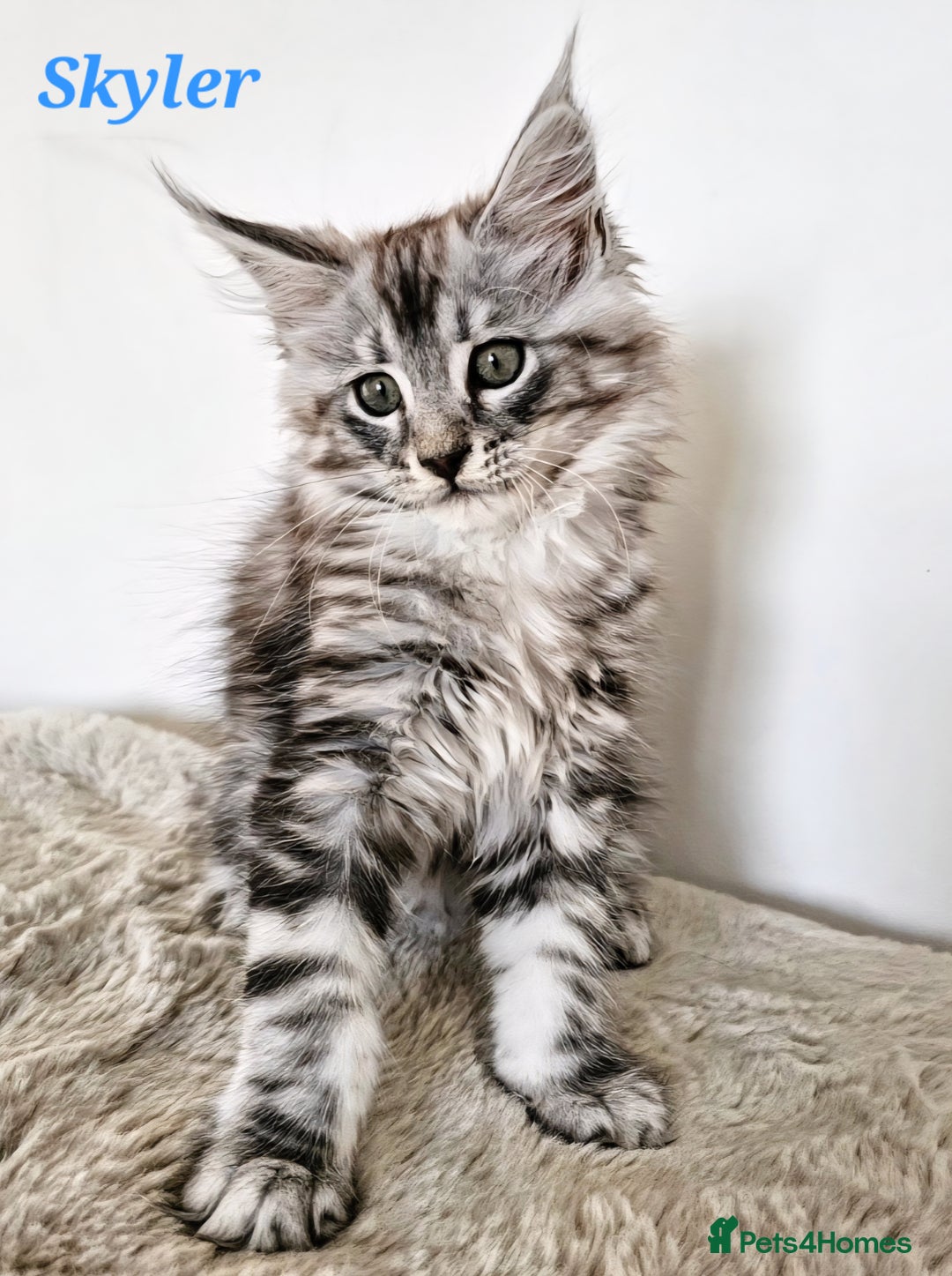 Maine Coon cats for sale:   Maine Coon kittens looking for loving homes - Image 7