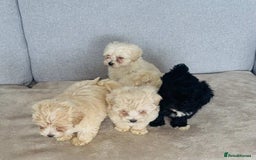 Maltipoo dogs for sale: Maltipoo puppies  - Image 6